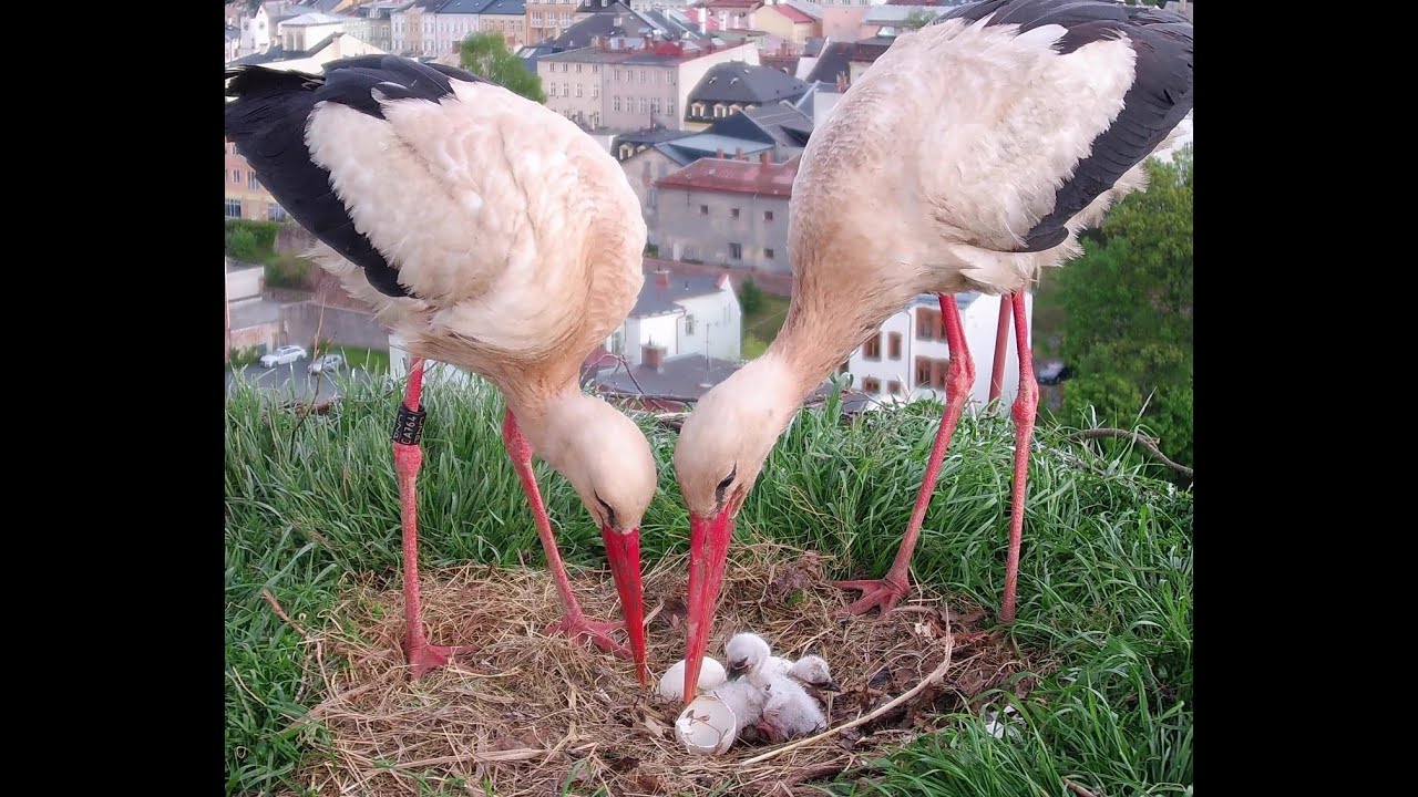 About big storks love and great treasure | O velké čapí lásce a nejcennějším pokladu | Trutnov