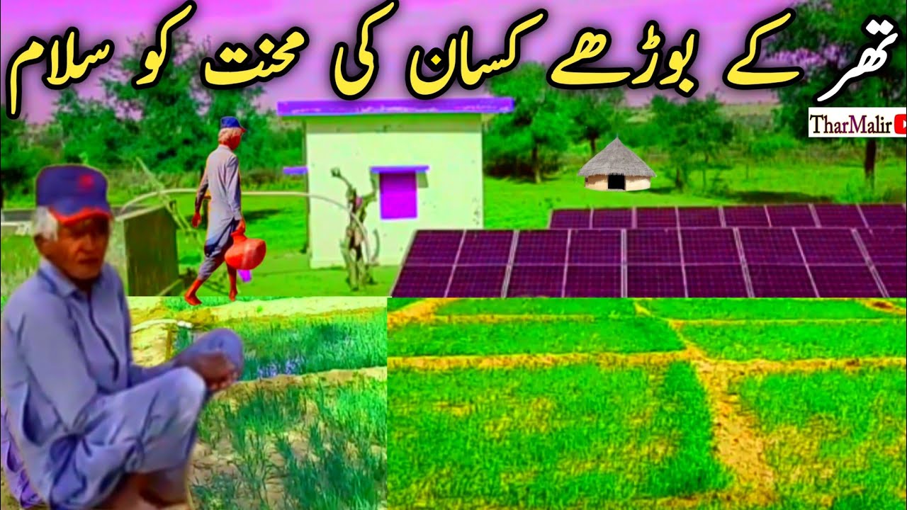Salute To An Old Farmer's Hard Work | Thar Village Life & Farming Struggles | Thar Malir.