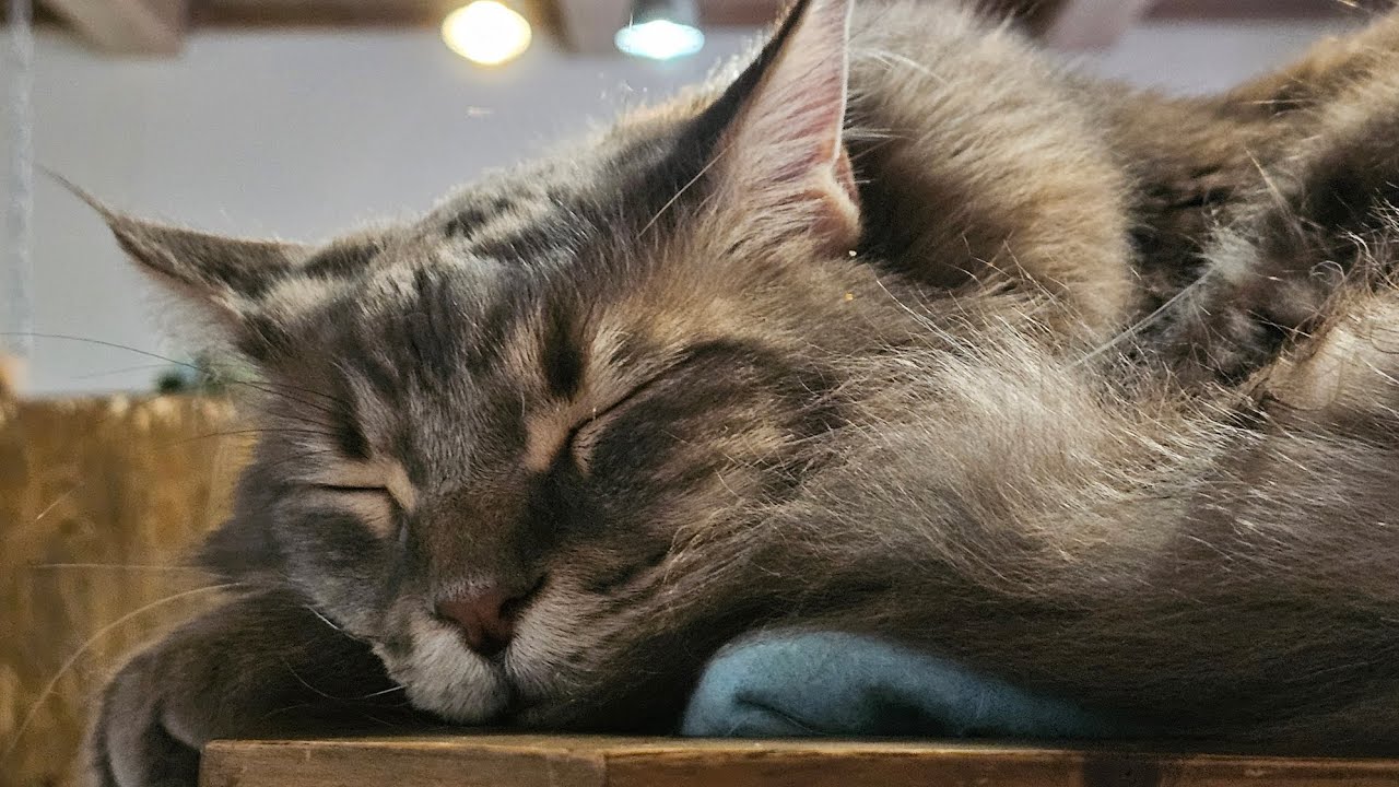 Kawiarnia 🐱Kociarnia. Krak&oacute;w @