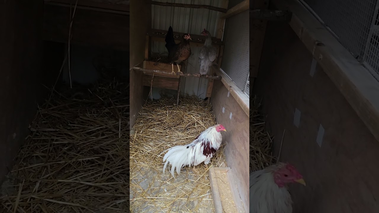 Boonblue redpyle with his showtime kelso virgina kelso crossed and  blue mordern game hen