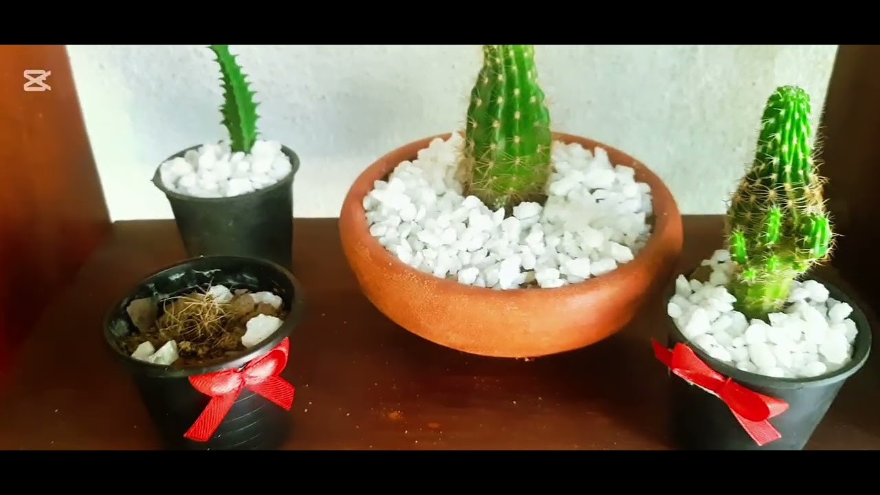 🌿🌷මල් පැළ දන්සැල iii නොමිලේ මල් පැළ දෙනවා මුලින්ම ඉල්ලන අයටයි.  අපිව subscribe  කරලා තියාගන්න .🌿🌷