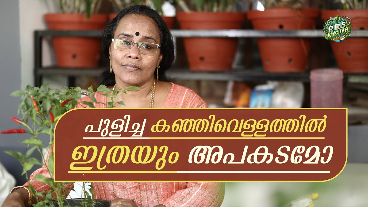 പുളിച്ച കഞ്ഞിവെള്ളത്തിൽ ഇത്രയും അപകടമോ | Malayalam Farming Tips & Trick | Prs Kitchen