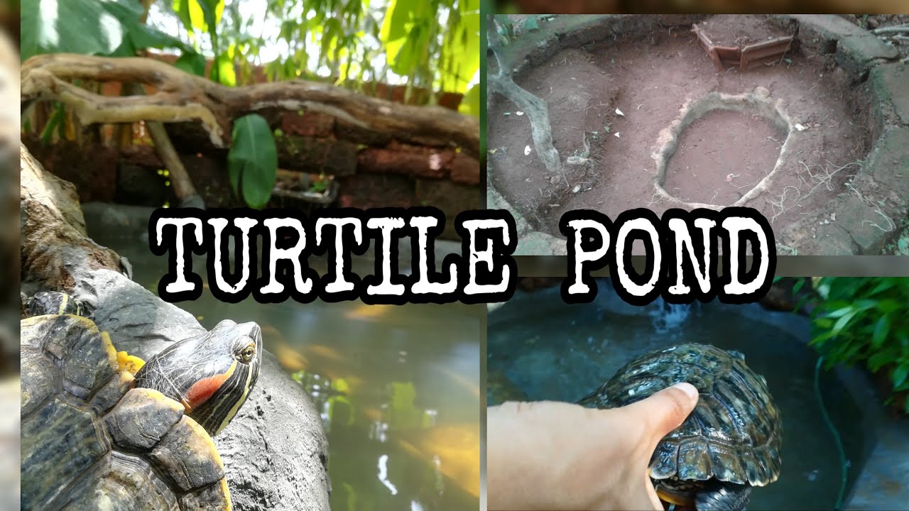 LOCKDOWN DIY TURTLE POND || CEMENT POND || POND MAKING || GARDEN IDEA ||