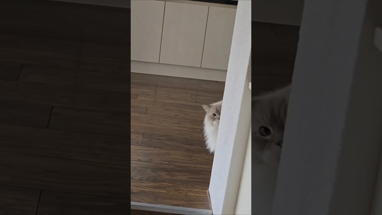 There&rsquo;s a Dutch Word for That Crazy Mood&hellip;😅🇳🇱