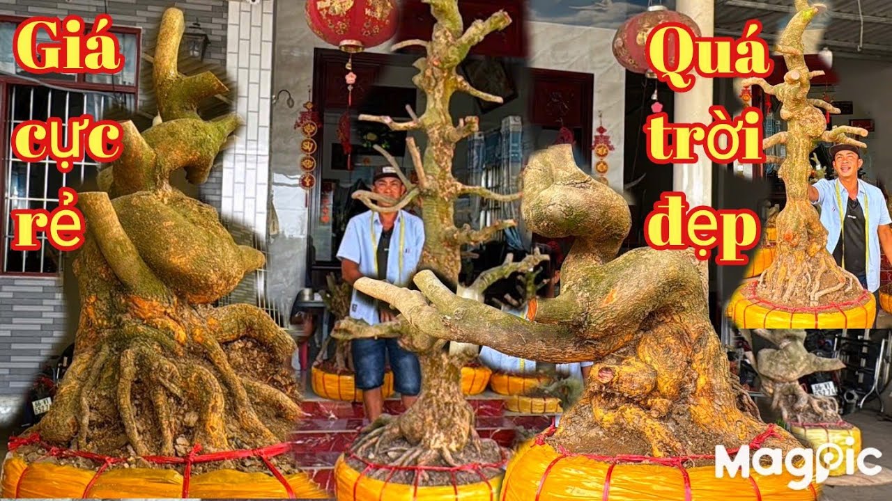A Thành 👉 Zalo 0937763305 Gl mai vàng xù cổ, bonsai quái VIP giá rẻ tại ĐT 