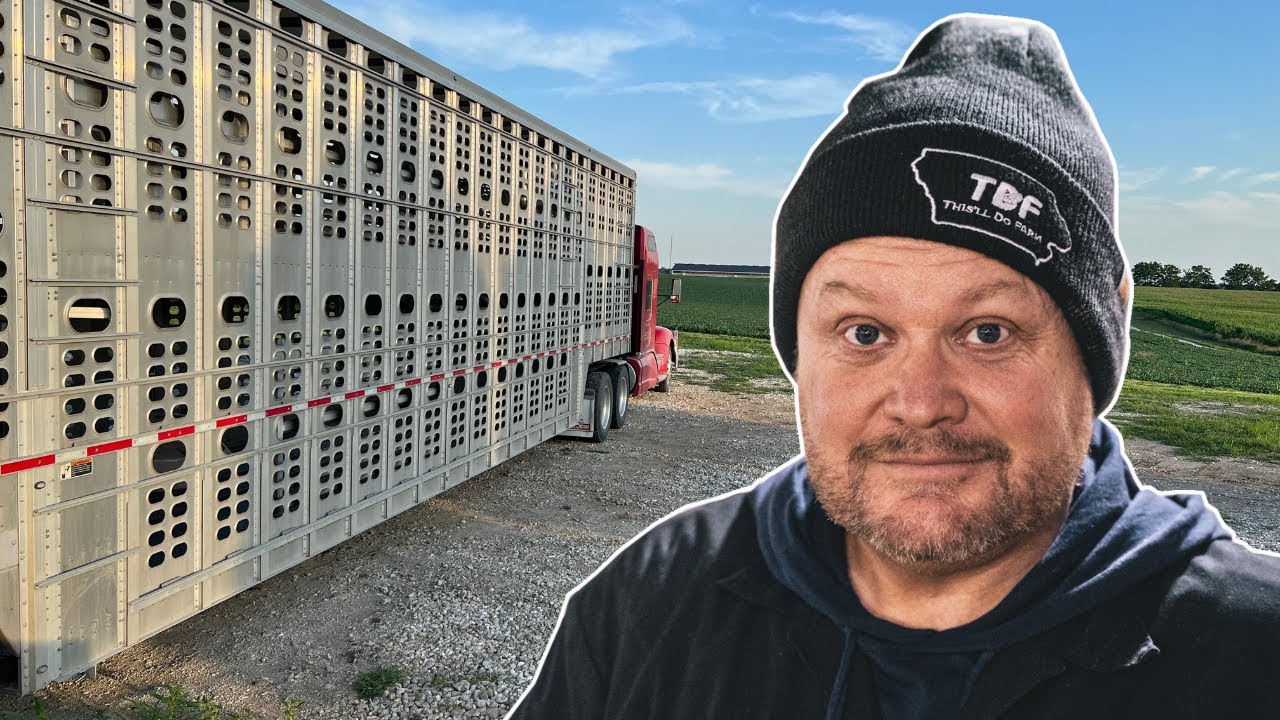 Taking the Pigs to the Butcher