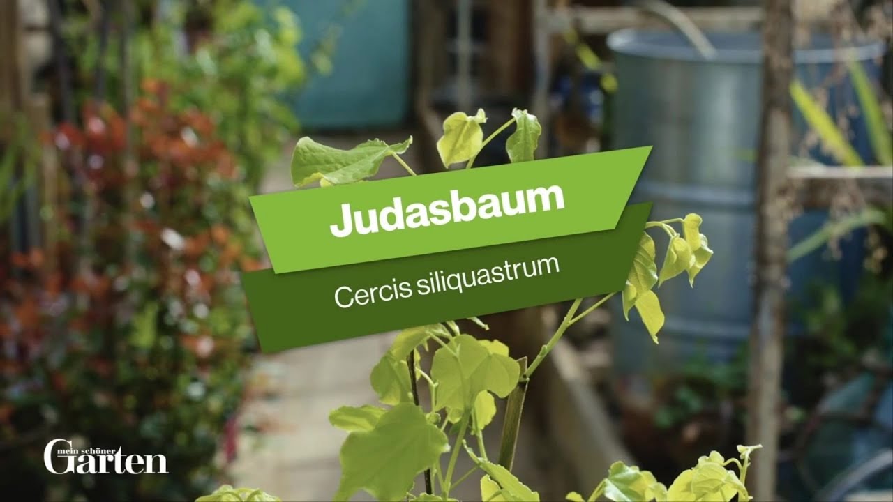 Judasbaum: Tipps zur Pflanzung und Pflege