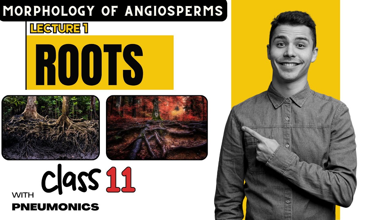 Morphology of Angiosperms: Root | Lecture 1 | Easy Explanation with Mnemonics- Class 11 Nepal
