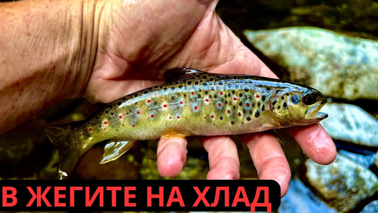 В ЖЕГАТА НА ХЛАД