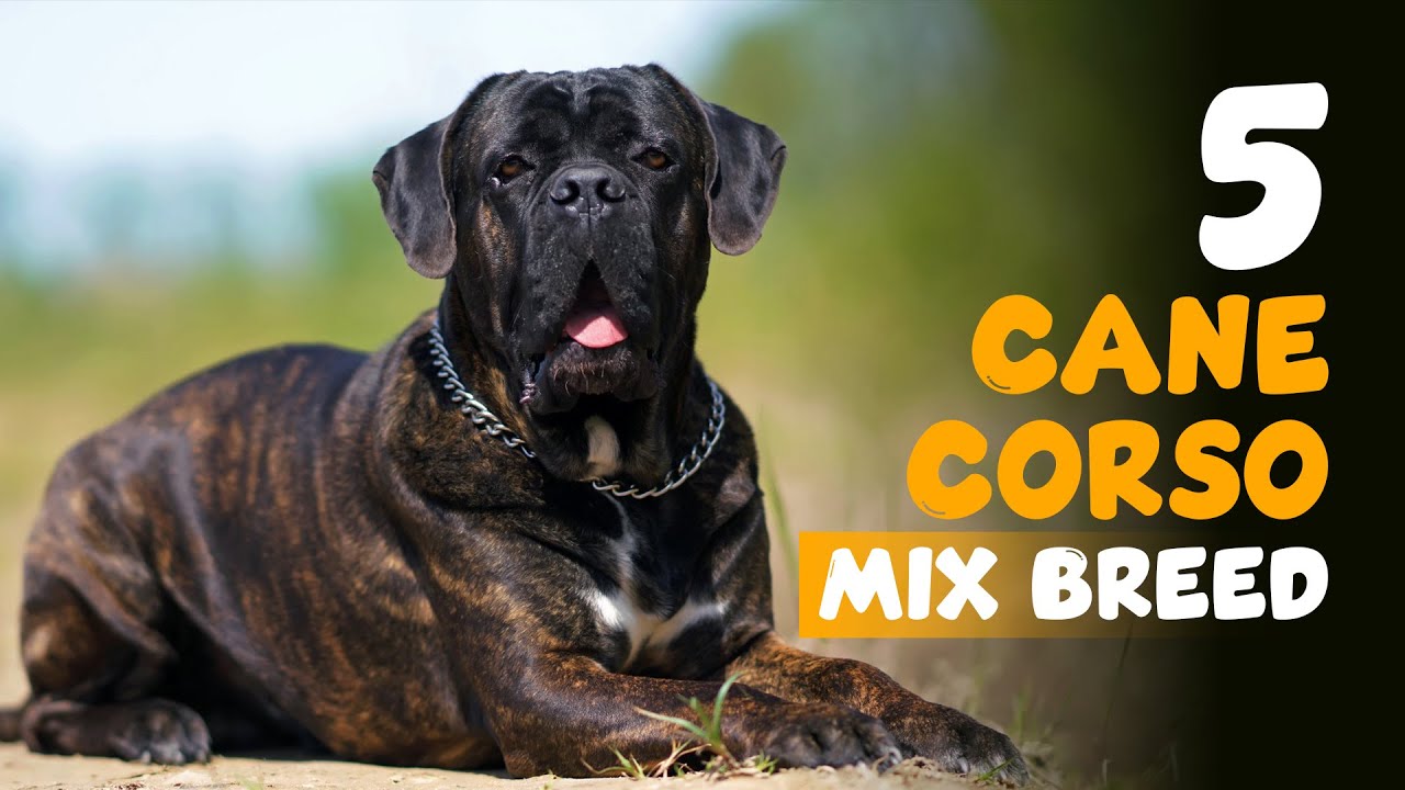 5 Cane Corso Mix Breed You Don't Know About