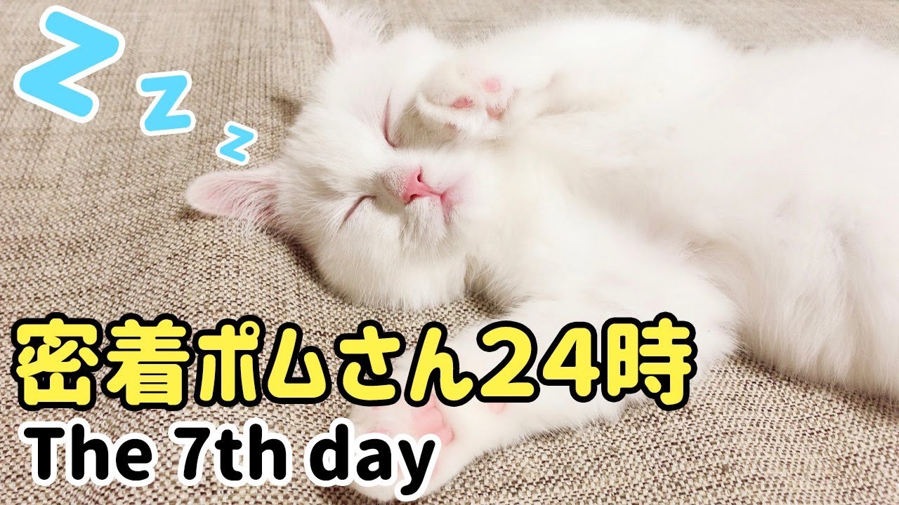 猫の１日に密着してみた