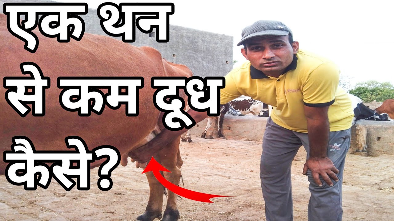 एक थन से दूध कम क्यों हो जाता है | घरेलू उपाय क्या करें ?