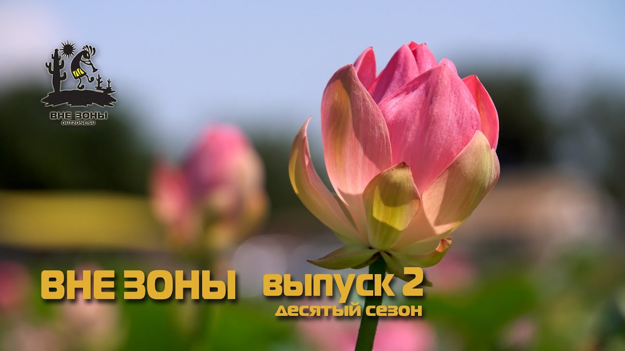 ВНЕ ЗОНЫ  День Лотоса