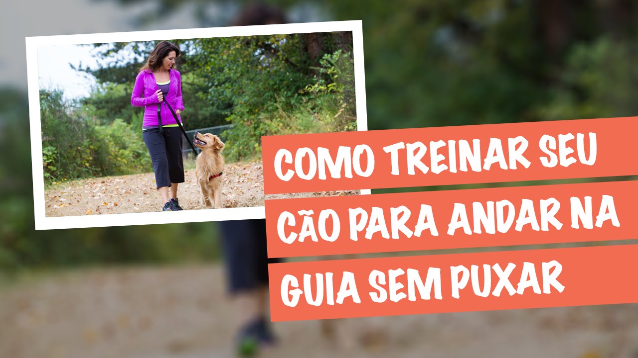 Como Treinar Seu Cachorro Para Andar na Guia e Não Puxar no Passeio | Meu Cão Companheiro