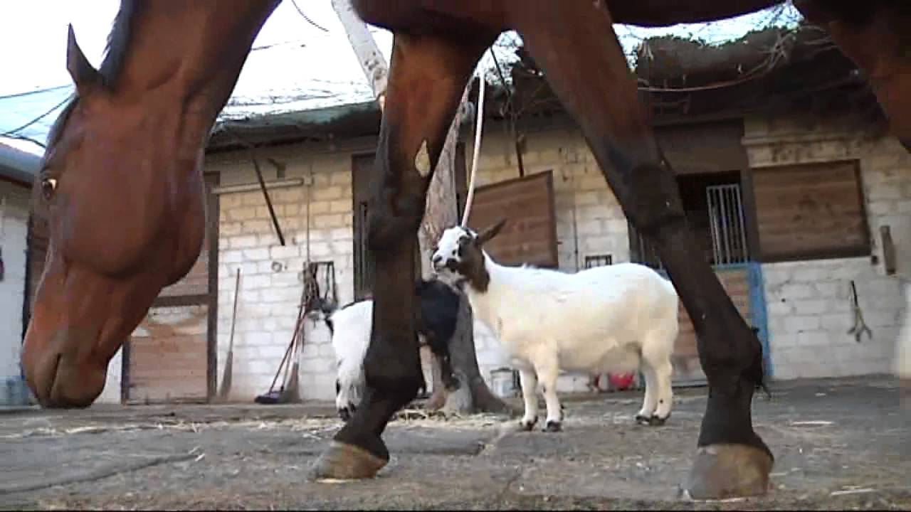 Le caprette?? una cura per il cavallo