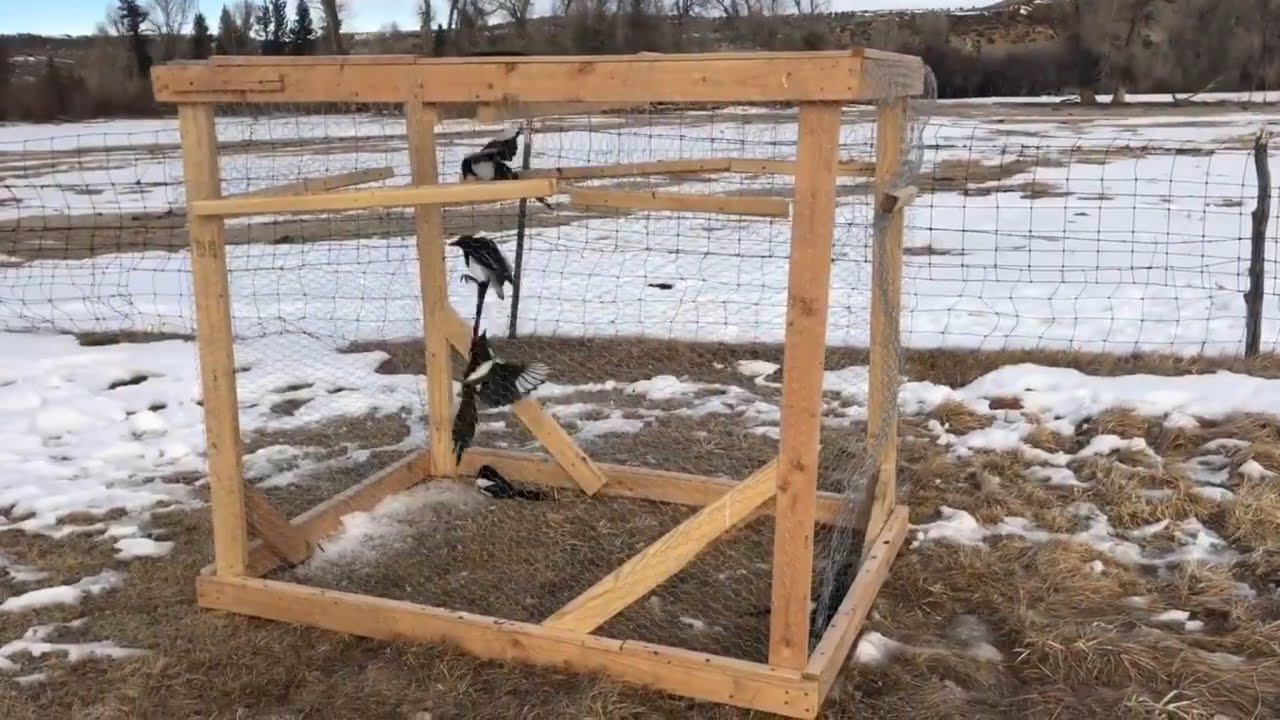 Simple Magpie/Bird Trap