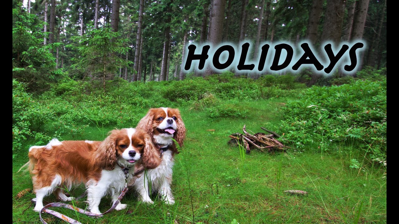 Cavalier King Charles Spaniel - holidays