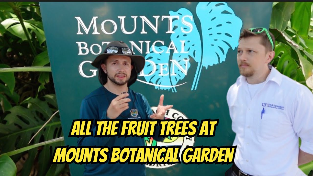 Exploring Fruit Trees at Mounts Botanical Garden (West Palm Beach, FL)