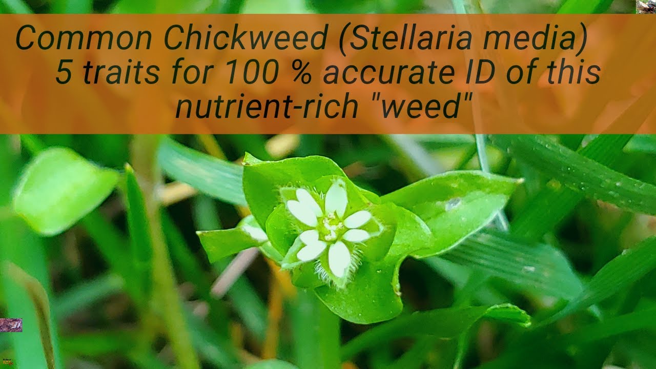 Chickweed (Stellaria media) 5 ways to 100% accurate ID: a 