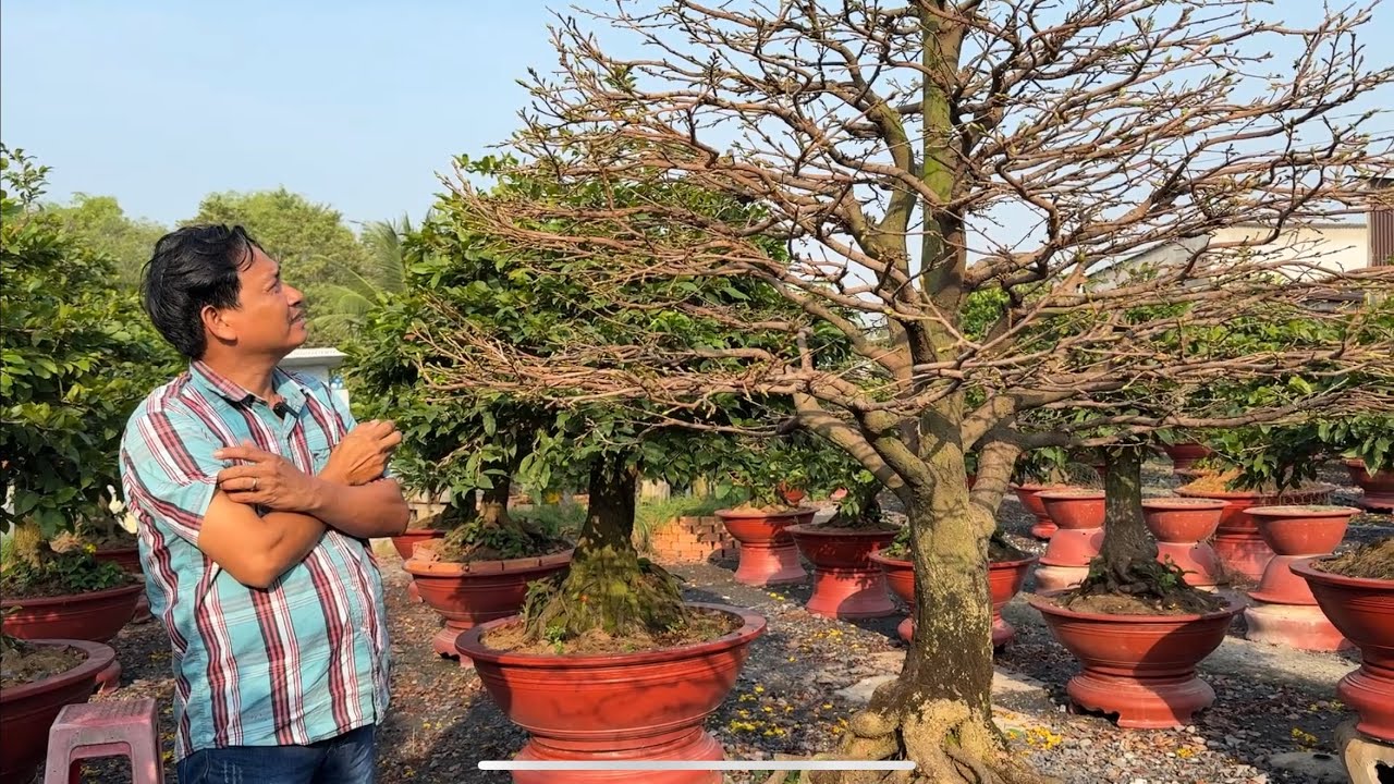 Lãi lá thiêm cây siêu HM cho khách / xem lại cây đã nở hoa và giao lưu bo HM 26/11/2025