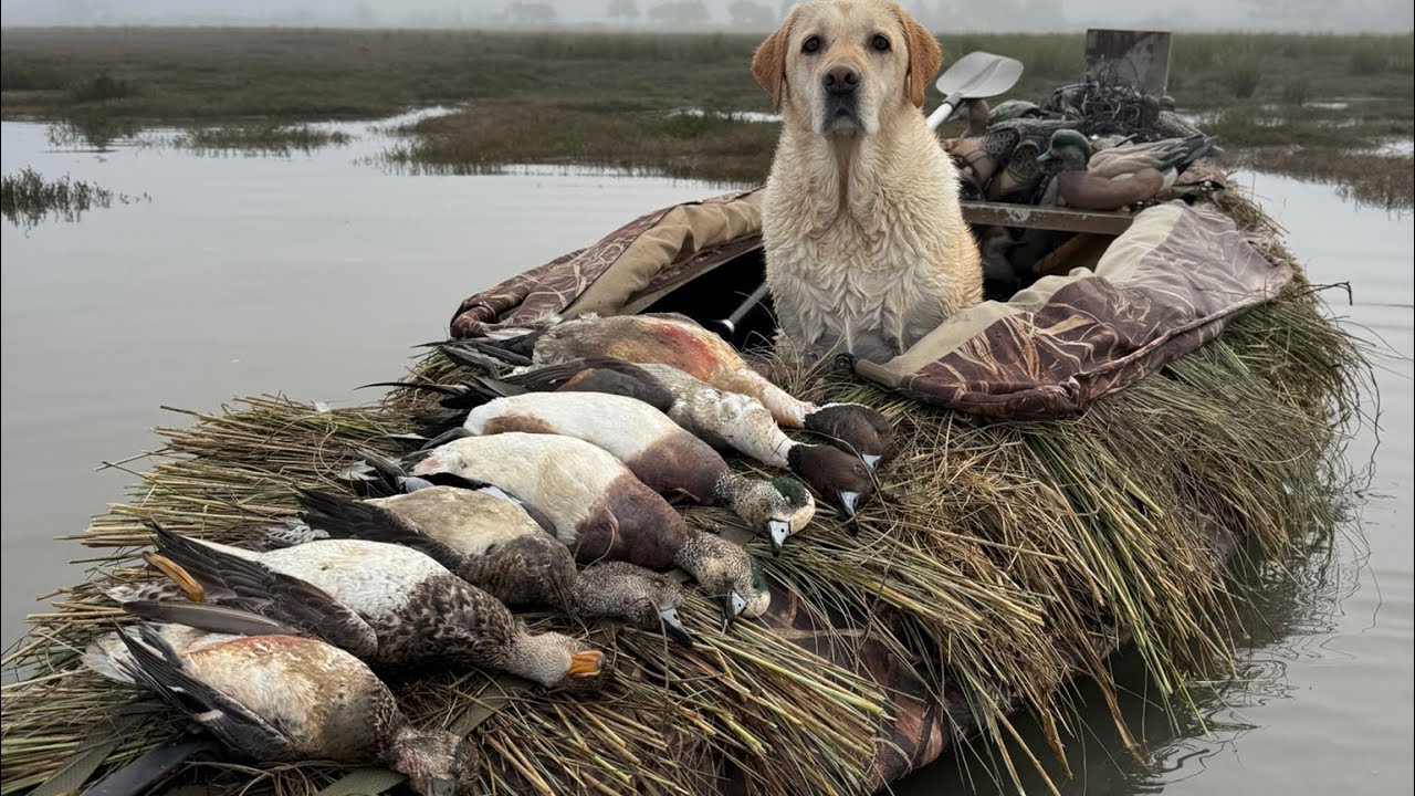 Best Moments 25-26 NorCal Coast Waterfowl Season