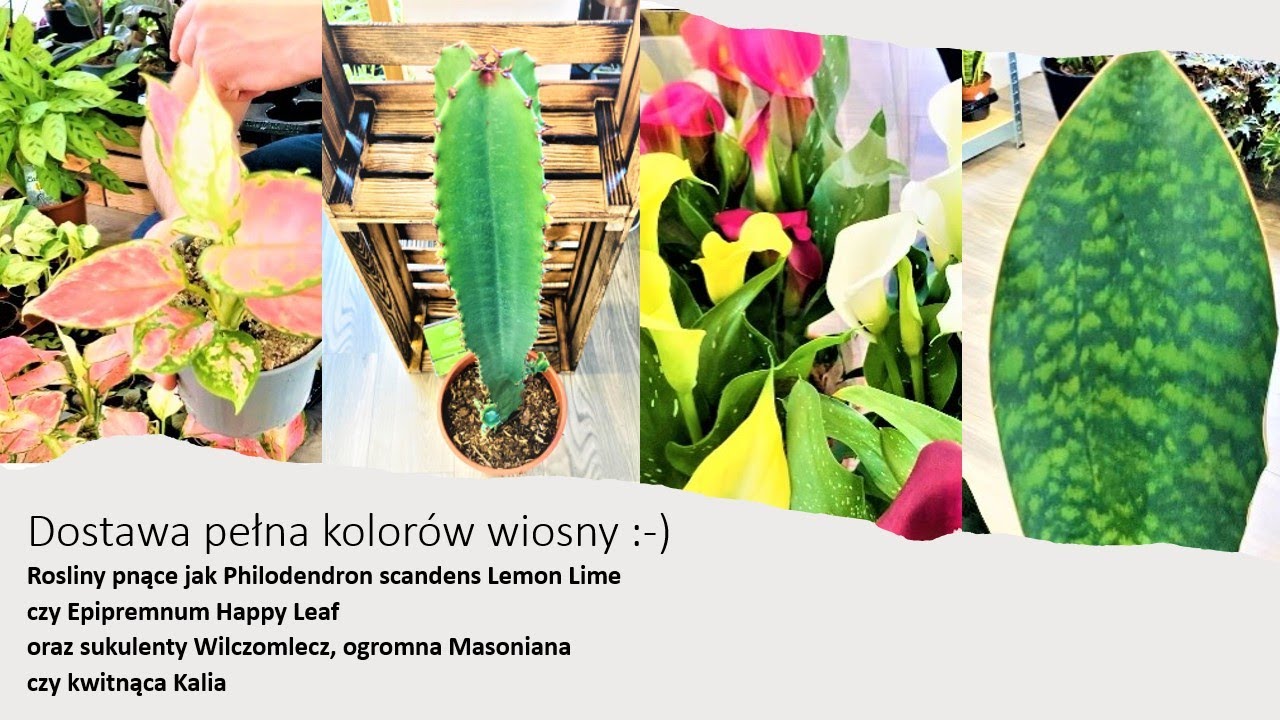 Wiosenna dostawa w Zielonym Pokoju: Euphorbia Acrurensis, wielka Sansevieria Masoniana i pnącza.