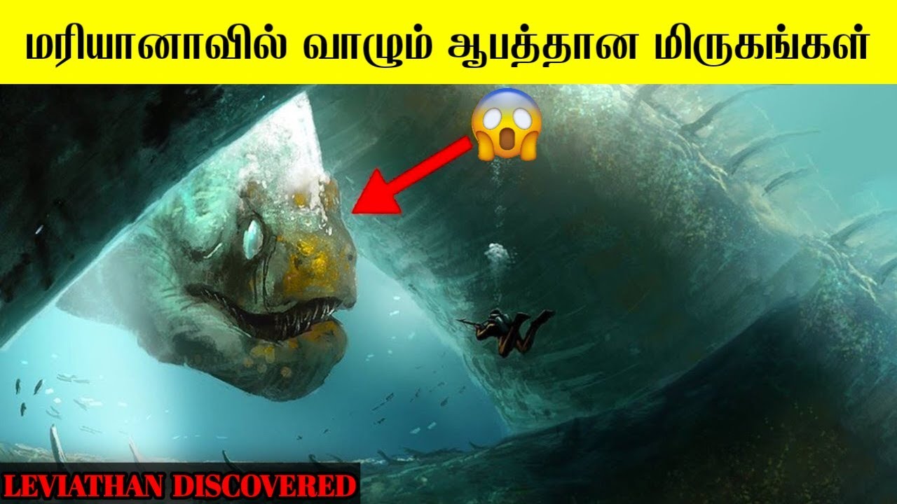உலகின் மிக ஆபத்தான பகுதியில் வாழும் வினோதமான உயிரினங்கள் |  #leviathan #deepsea
