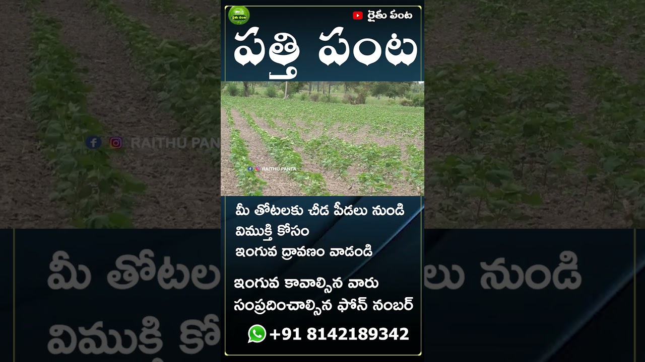 Ultimate Guide to Cotton Crop Farming  Techniques for Successful Cultivation | #cottoncrop