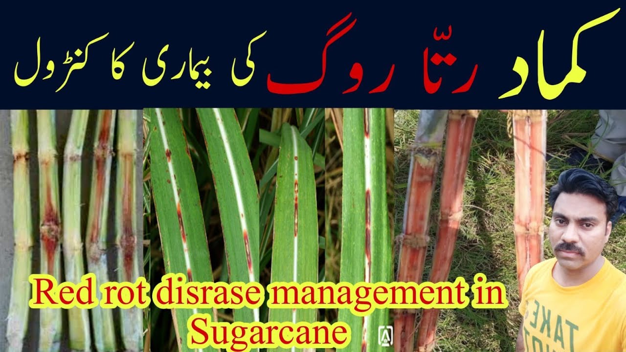 Red rot disease management in sugarcane crop |Abid Ali Agrarian