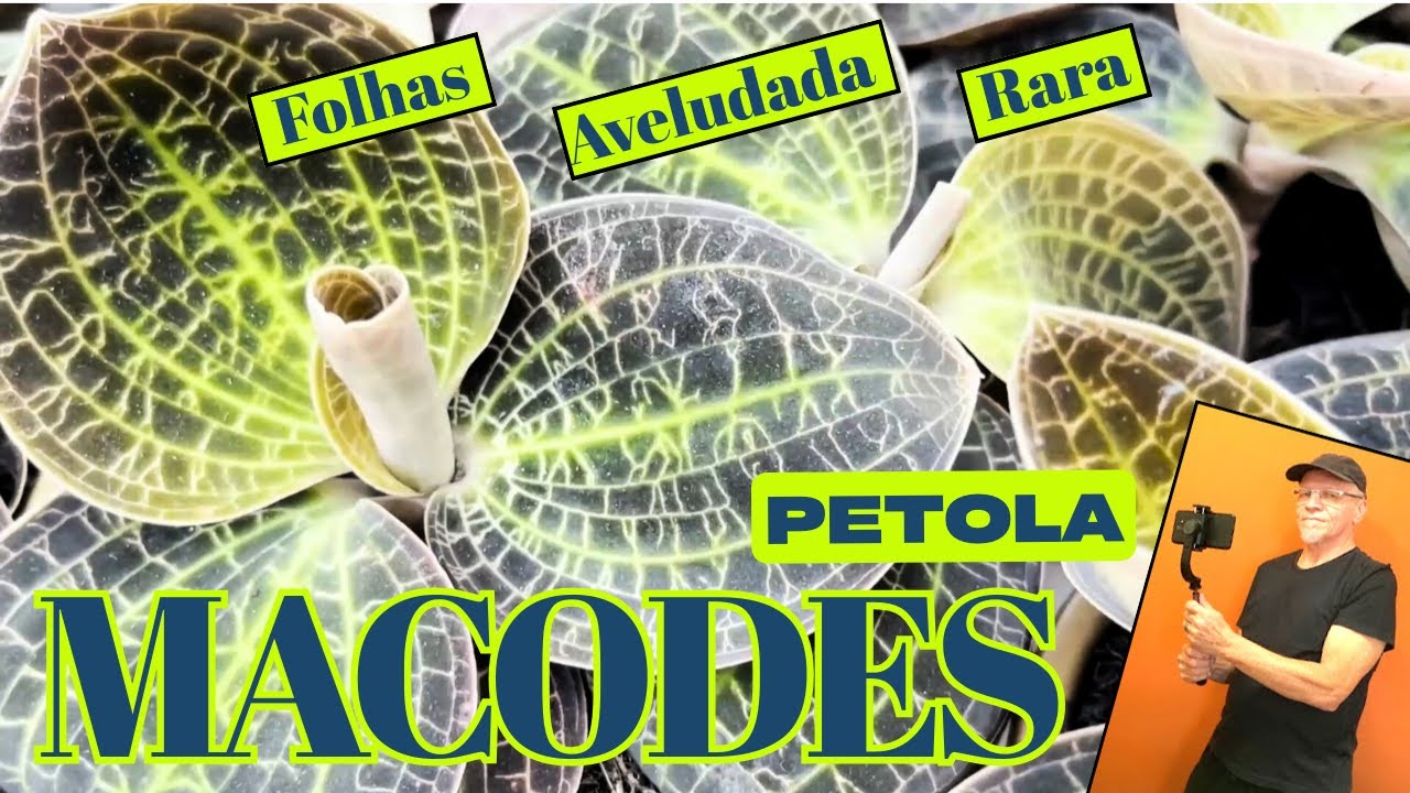 Macodes Petola, é uma orquídea rara.