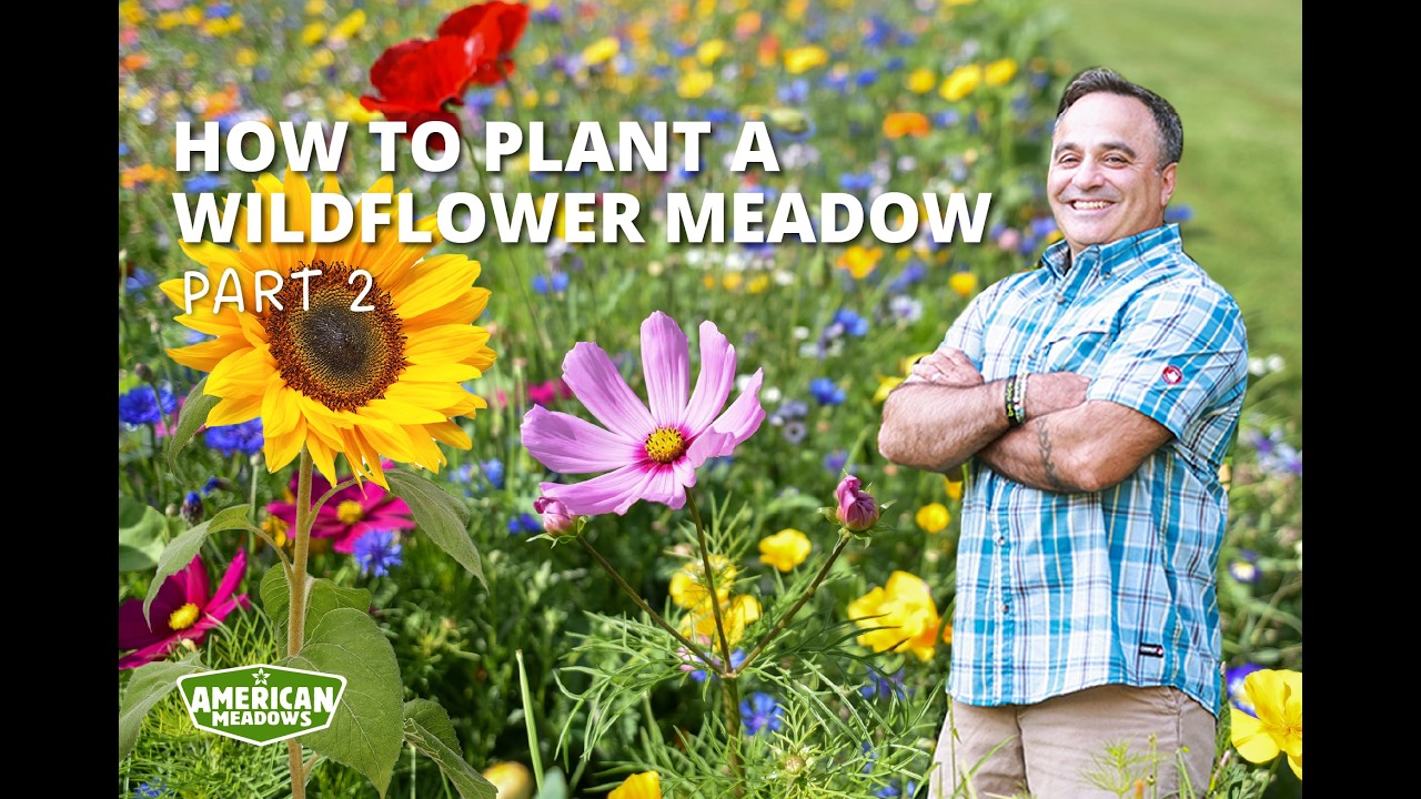 How To Plant A Wildflower Meadow | Part II