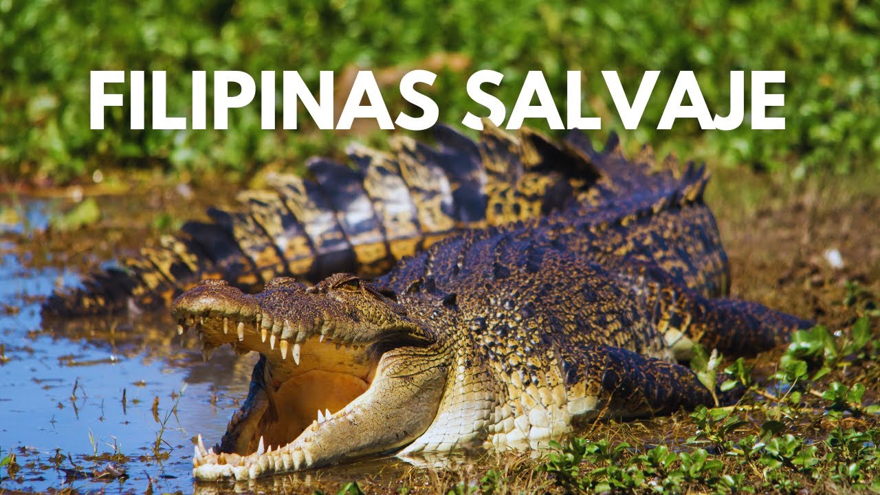 FILIPINAS SALVAJE - El Misterio de los Animales Ocultos | Documental Animal