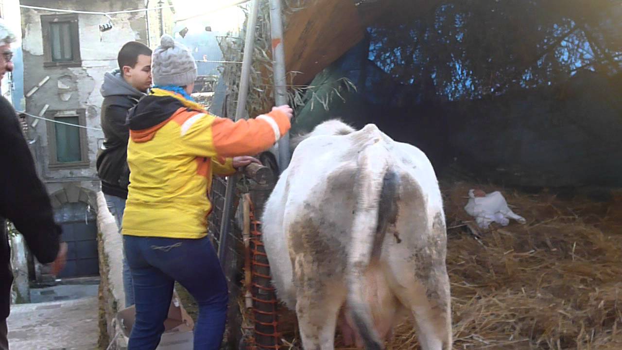 Presepe vivente : Bue e Asinello nella Stalla a Cave (Roma) - video