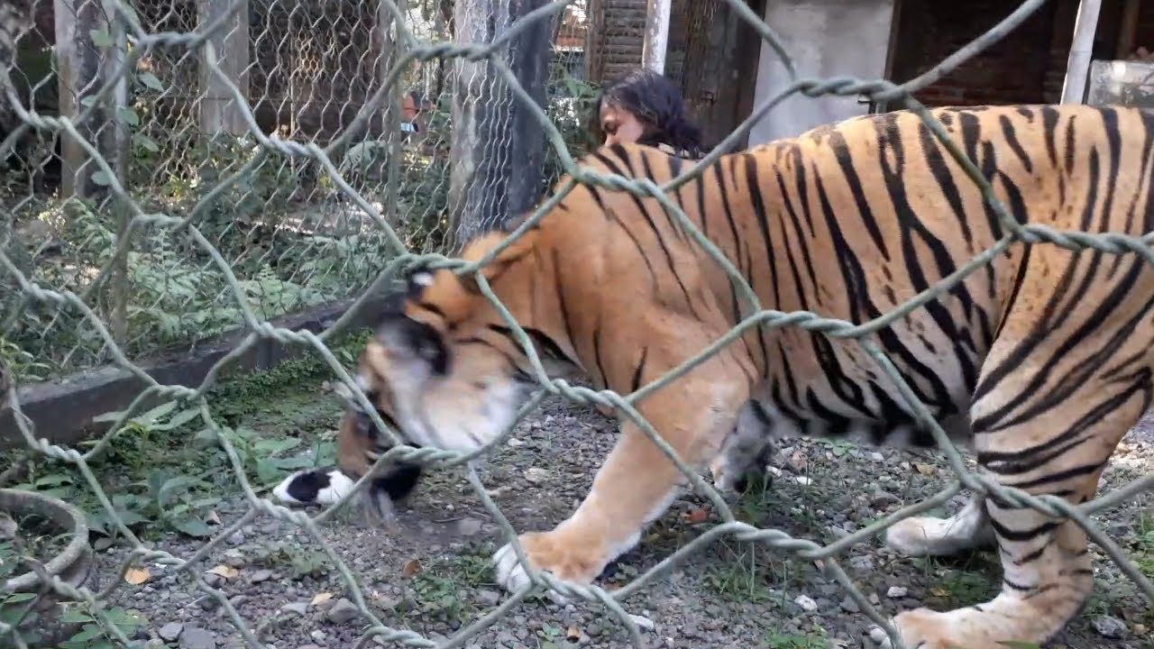 mulan seneng di beri marmut cak sholeh