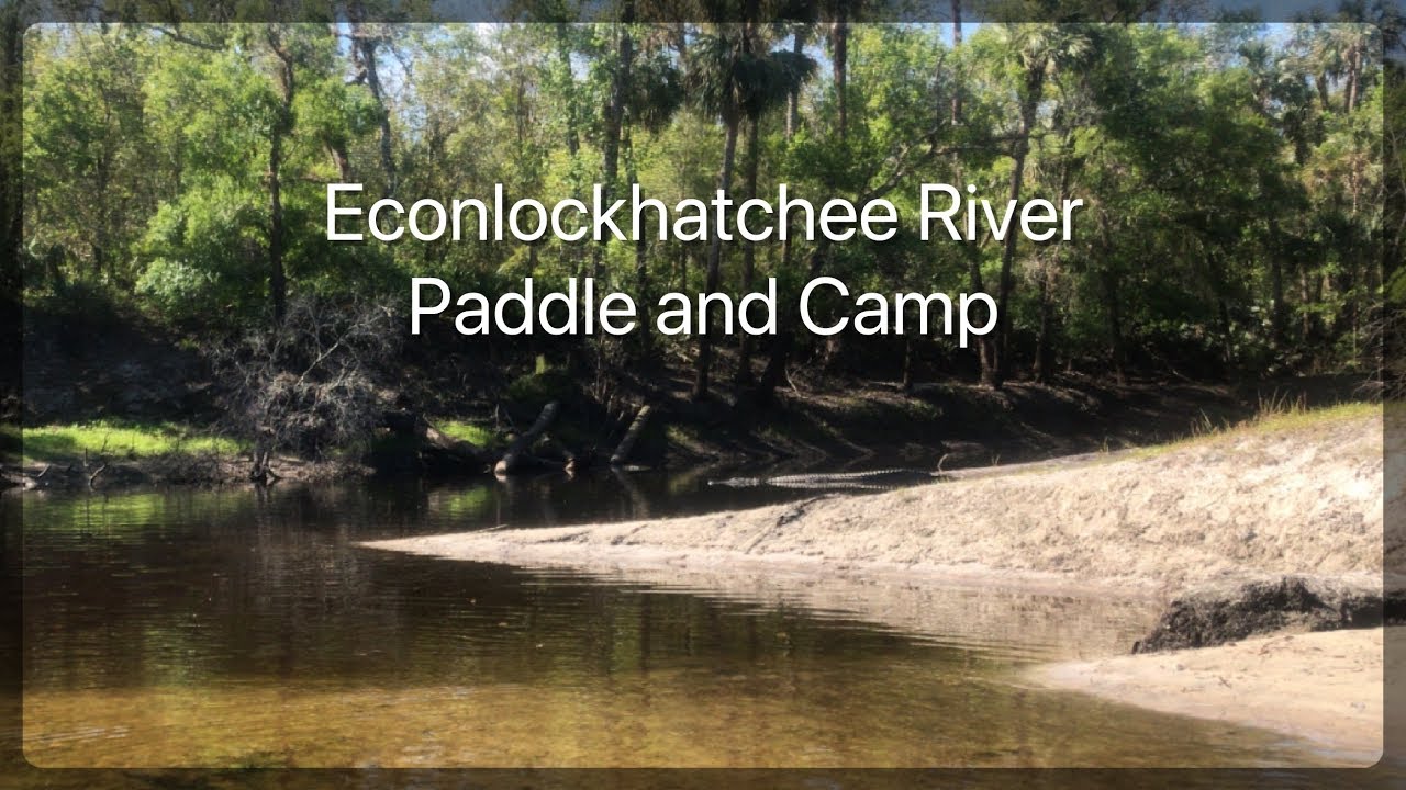 Econlockhatchee River Paddle and Camp - Huge Alligator!