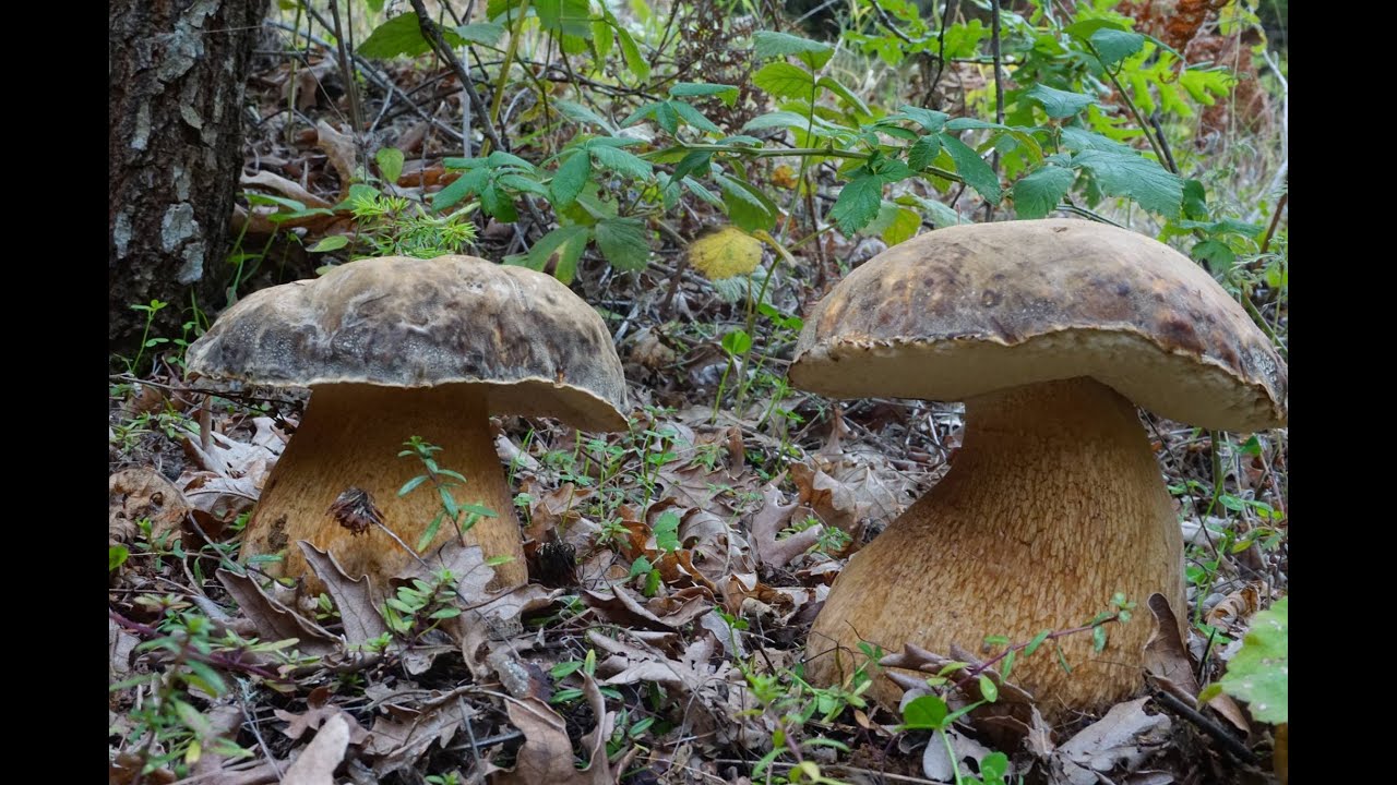 porcini ottobre 2022 ai piedi del monte Matese