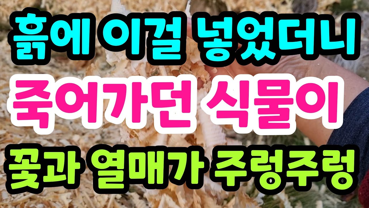 흙에 이것을 넣으면 죽어가던 식물들이 꽃과 열매가 주렁주렁 열립니다 #토양살리기#미생물#블루베리키우기#친환경#무농약#무경운농법#텃밭#시골#정원#생명을살리는흙#건강#힐링#전원생활