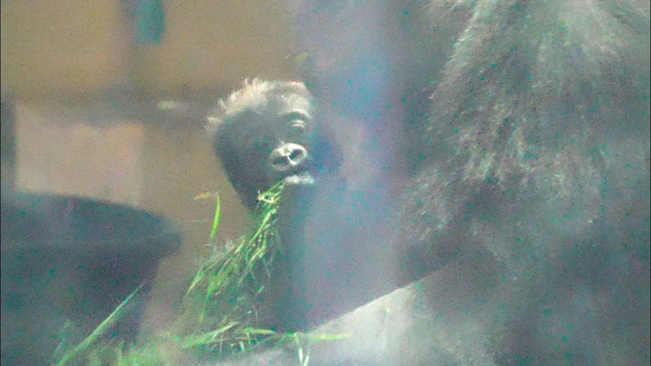 Чистая радость! Малыш горилла ест точь-в-точь как мама Gorillas family / ape #gorilla