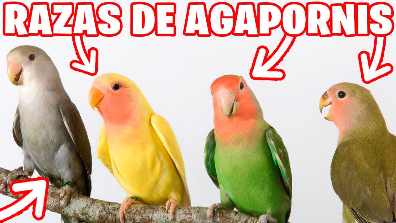 TODAS LAS RAZAS DE AGAPORNIS