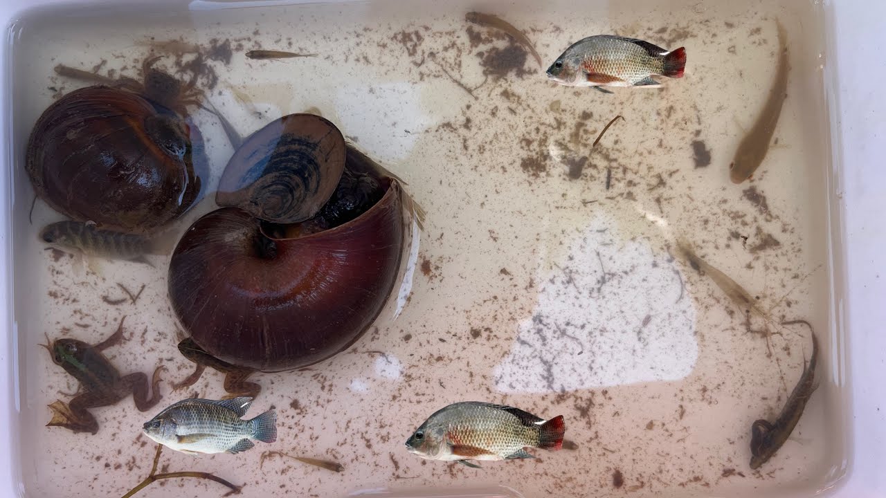 Wow. I catching crab , big snail ,small fish ,shrimp and frog in rural 