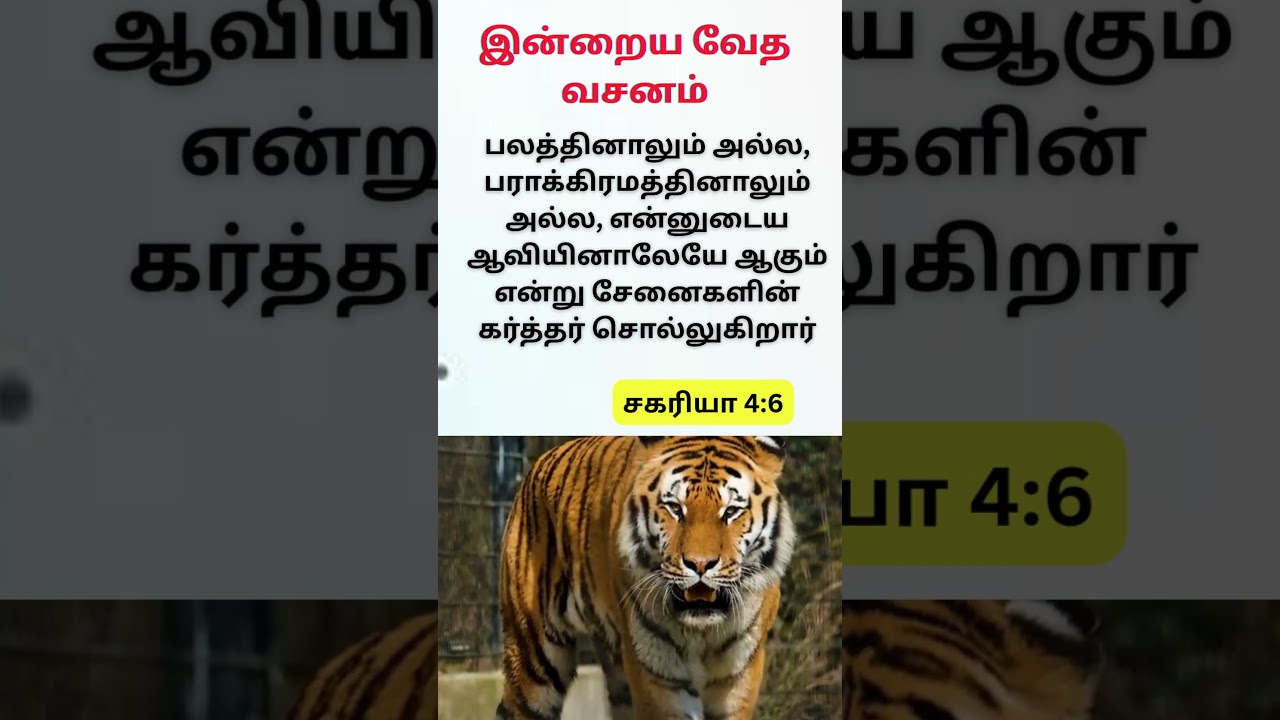 Today Bible Verse in Tamil #tamilbibleverse #dailybibleverse #indrayavedavasanam #zacharia