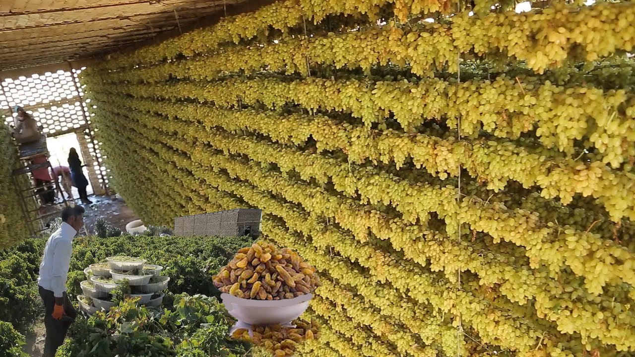 فرآوری سنتی کشمش | تولید کشمش| Raisins production | تولید کشمش انگور در روستای مزده خراسان