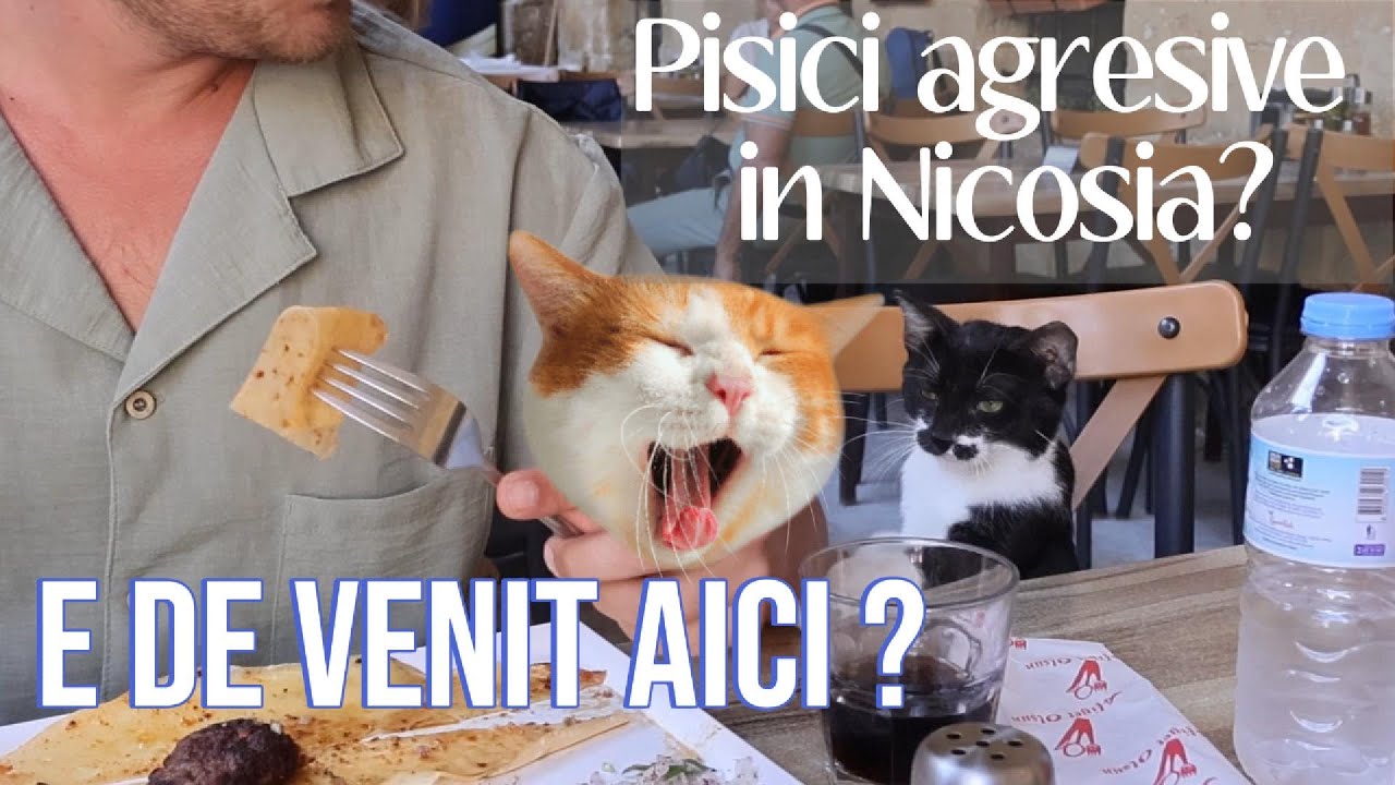 Nicosia, orașul împărțit… și pisici care domină străzile 😼 | ASMR Travel Vlog