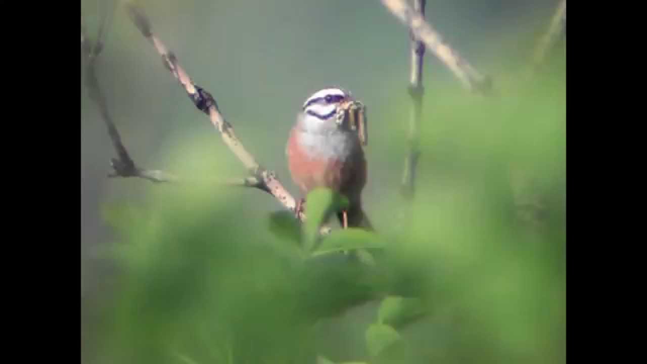 Zigolo Muciatto a Rivoli V.se