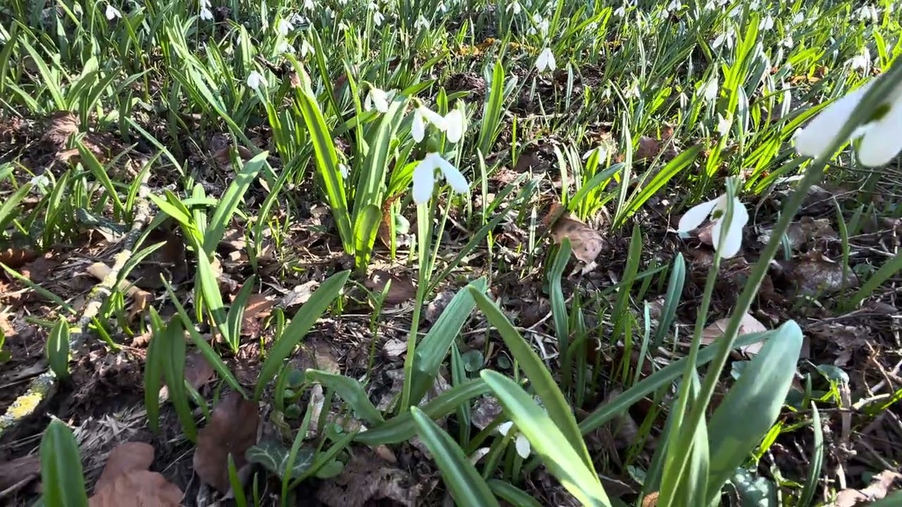 Apple prores 1080p fullhd telefonnal minusz expo