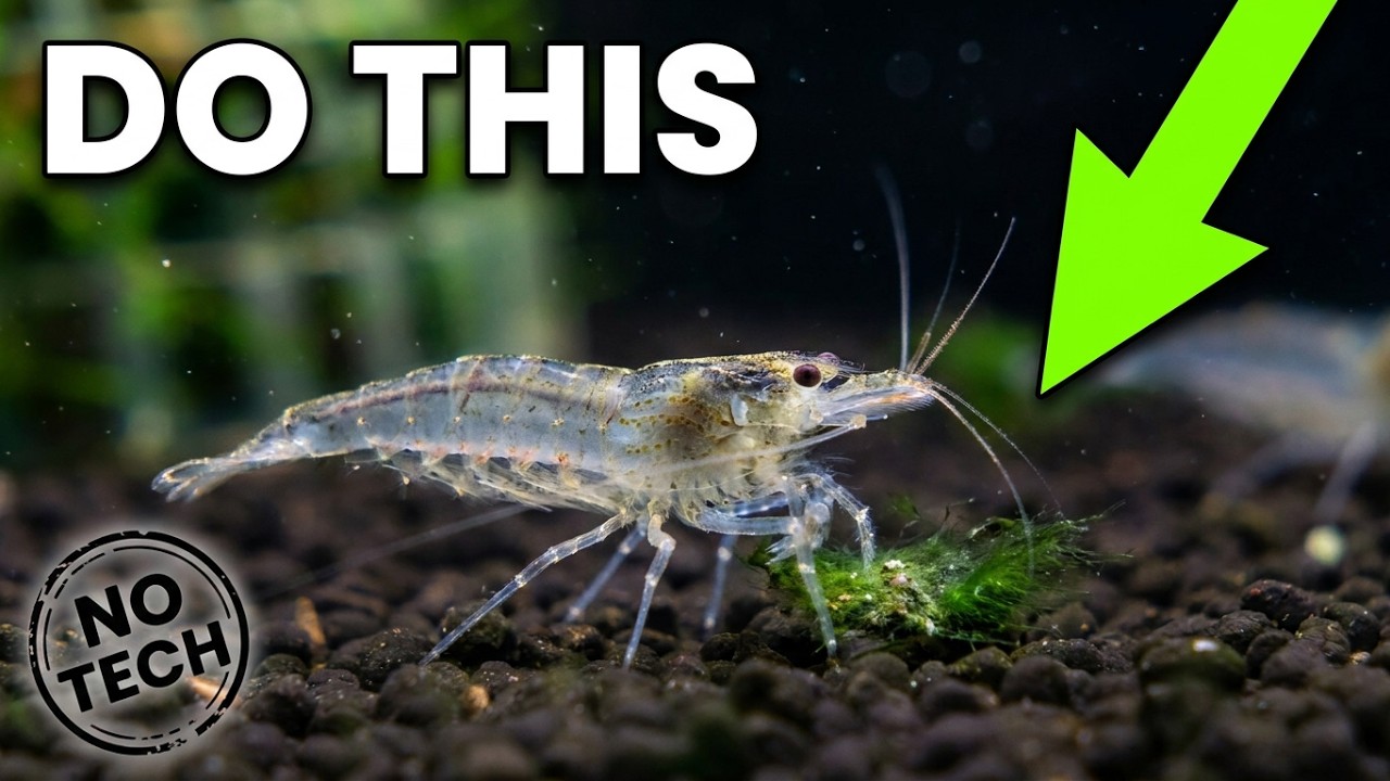 Amano Shrimp Breeding - Low Tech Colorful Red, White, and Yellow Algae Cleanup Crew