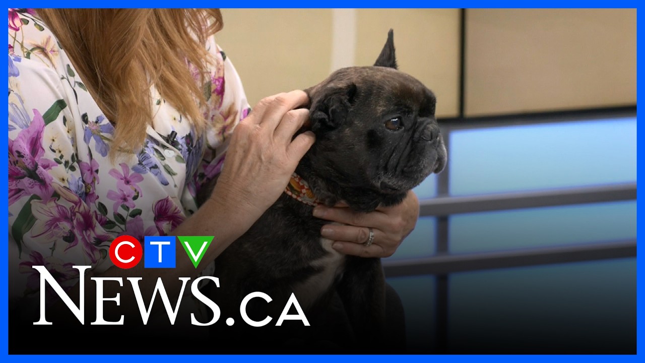 Временная опека над животными с Nova Scotia SPCA