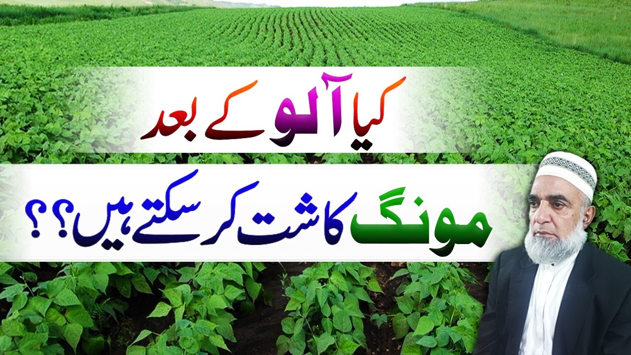 Can We Grow Mung Bean After Potato in Pakistan || Crop Reformer