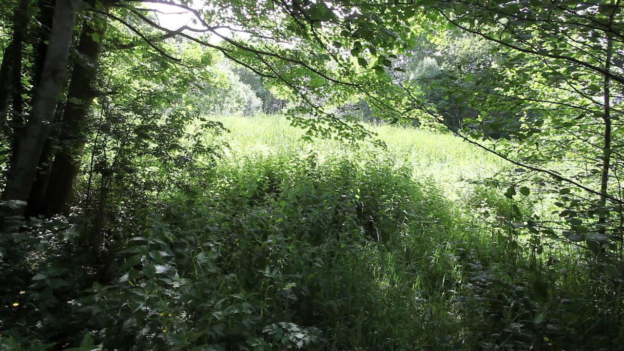 Chemical weapons disposal/dumping site. Rhydymwyn, Flintshire, Wales, 2015