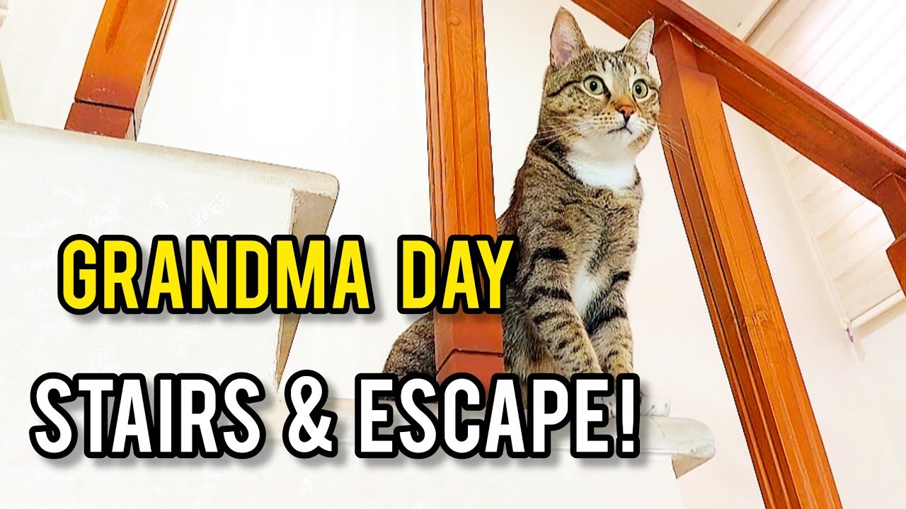 A Fun Day at Grandma's with Pirooz 😻 Tabby Cat Stairs, Massages & Door Escape